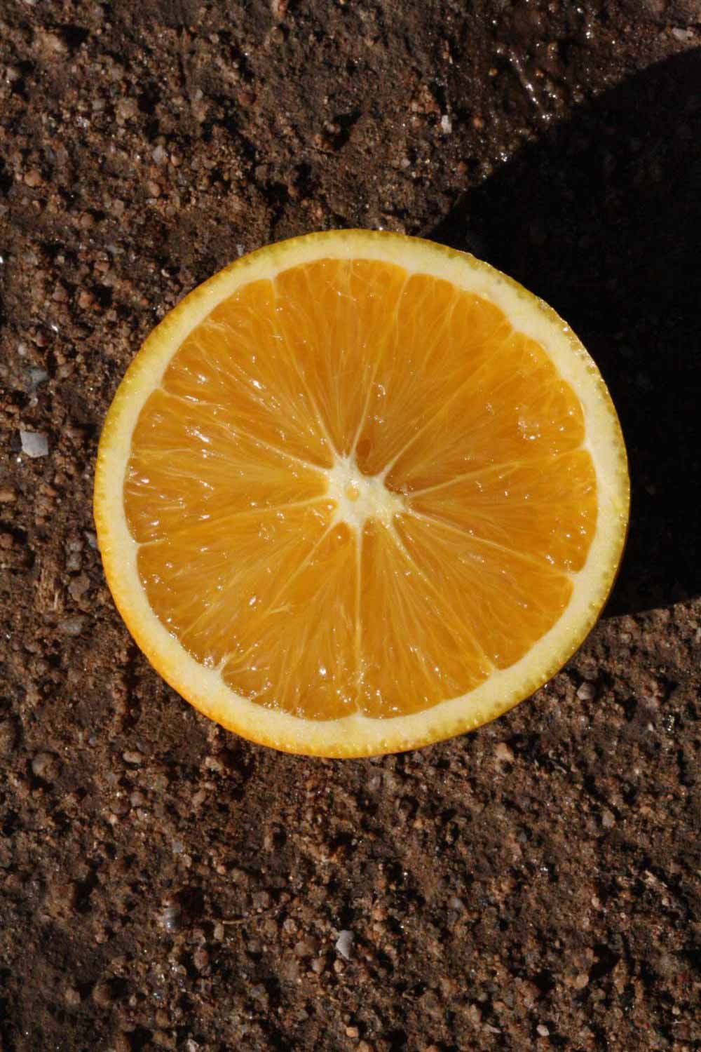              Fruit cross-section (Riverside, CA)       